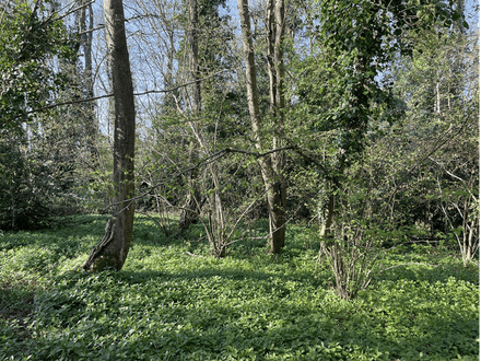 Kiln Ground Copse - Thorne St. Margaret, Wellington